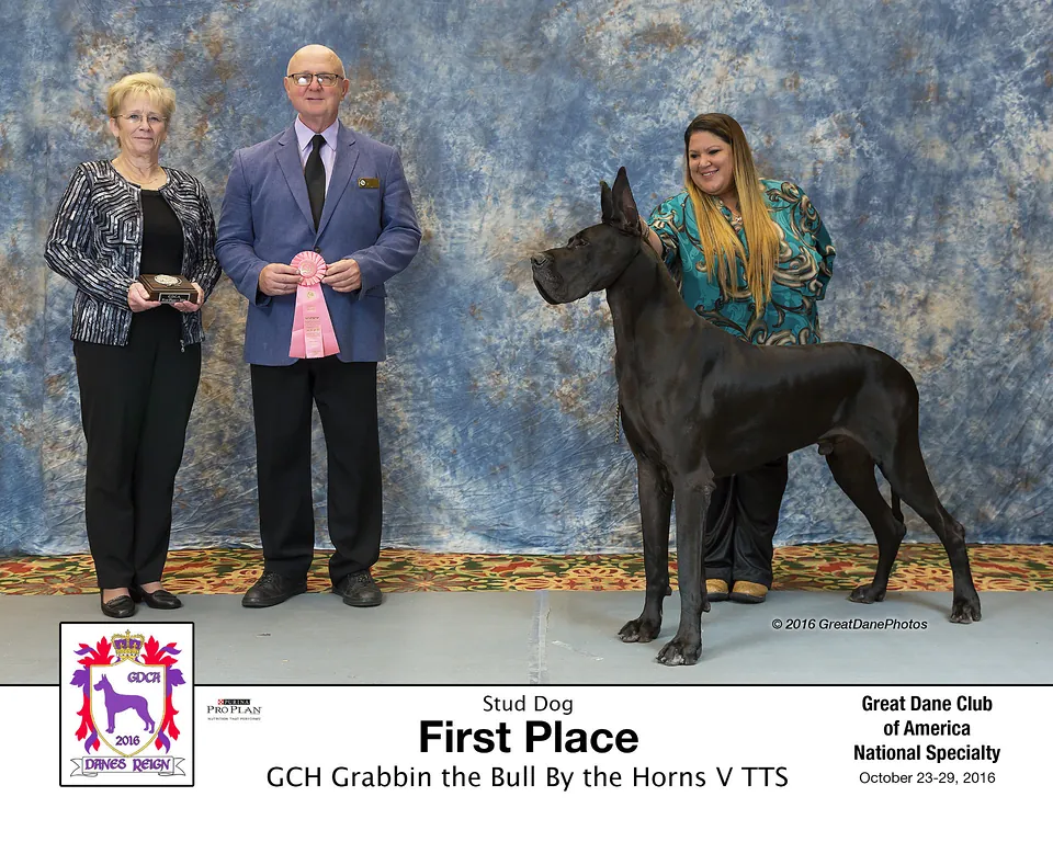 Official win photo: Stud Dog, First Place, GCH Grabbin the Bull By the Horns V TTS, Great Dane Club of America National Specialty, October 23–29, 2016