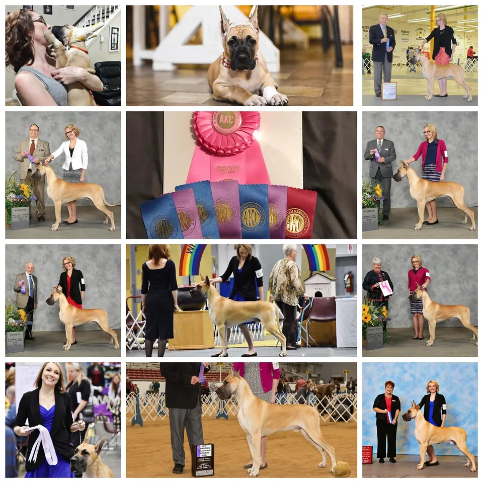 Collage of Archer's show wins and ribbons