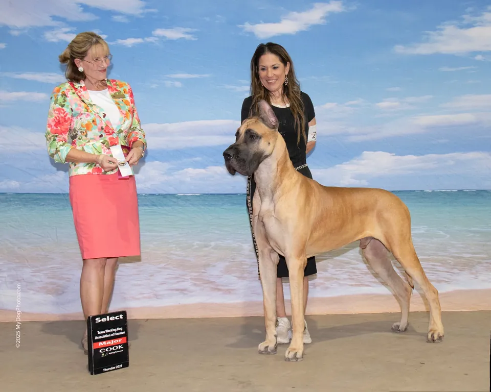 Biggie, a fawn Great Dane, in a win photo in front of a beach backdrop