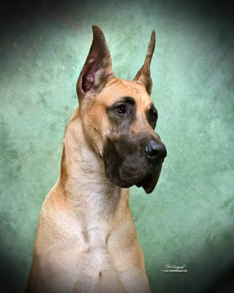 Studio portrait of Blazer, a fawn Great Dane, facing the camera