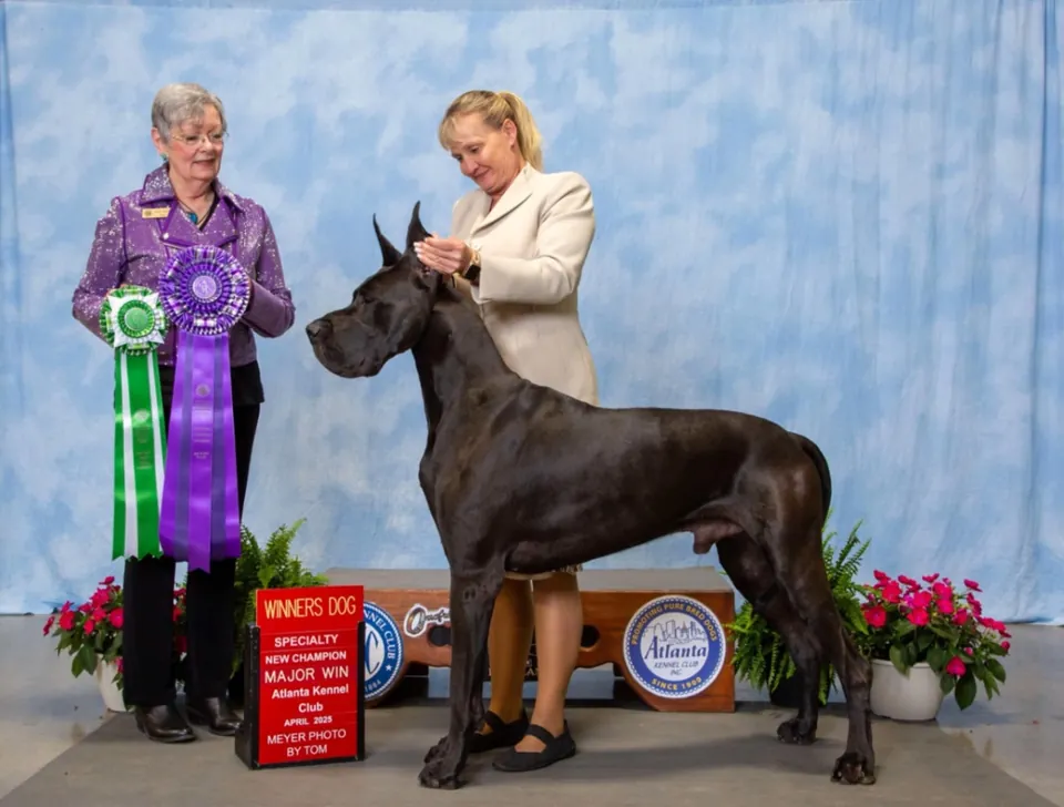 Goose, a black Great Dane, in a Winners Dog major win photo with rosettes