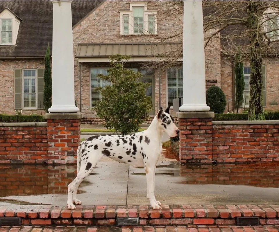 Gossip, a harlequin Great Dane, standing in front of a brick porch