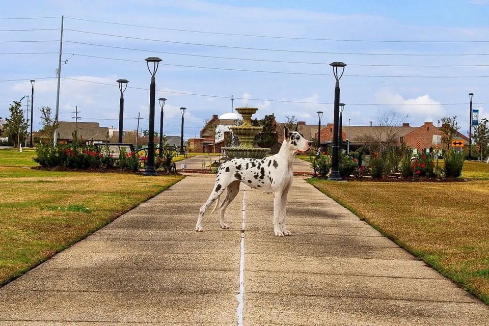 Gossip standing on a park path