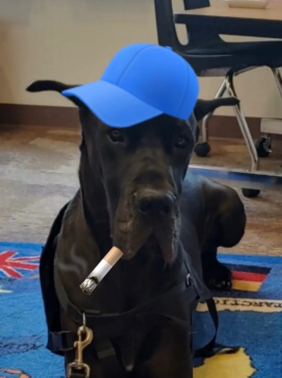A black Great Dane in a blue cap