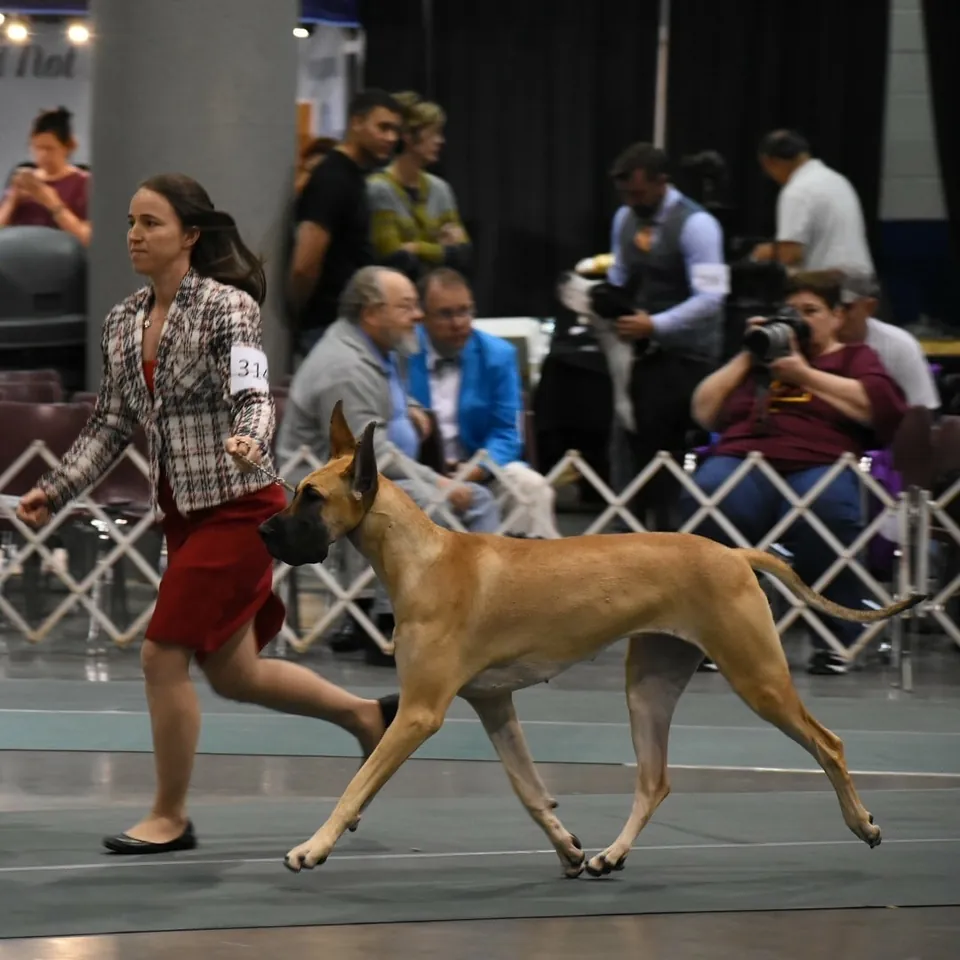 A fawn Great Dane gaiting in the show ring