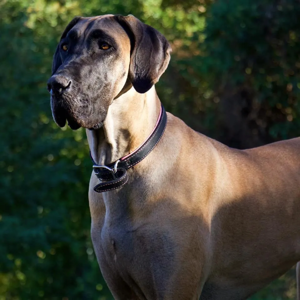 A fawn Great Dane in golden evening light