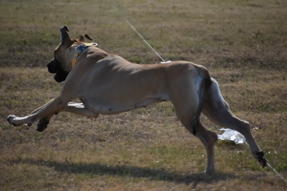 A fawn Great Dane running across an open field
