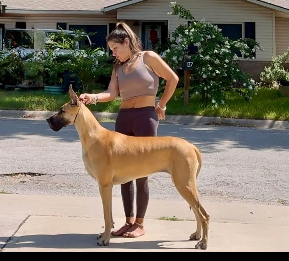 Neera stacked on the street with her owner
