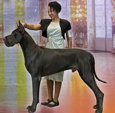 Nox, a black Great Dane, stacked with handler Aslynn Rose after winning Winners Dog at the 2016 GDCA National Specialty