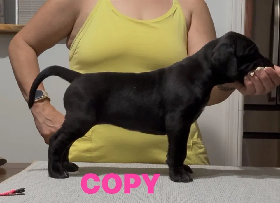 Black puppy Copy being stacked on a table