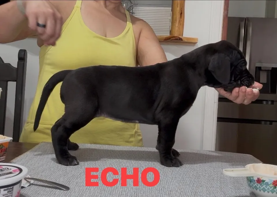 Black puppy Echo being stacked on a table