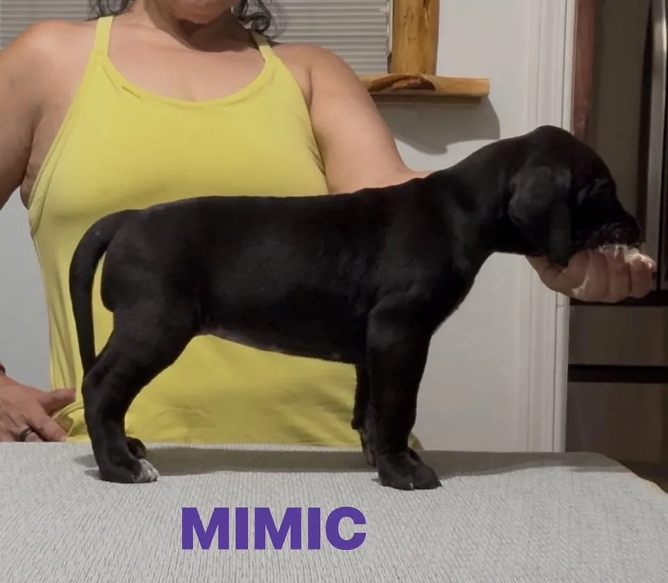 Black puppy Mimic being stacked on a table