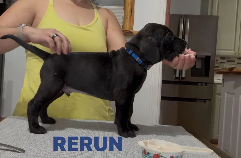 Black puppy Rerun being stacked on a table