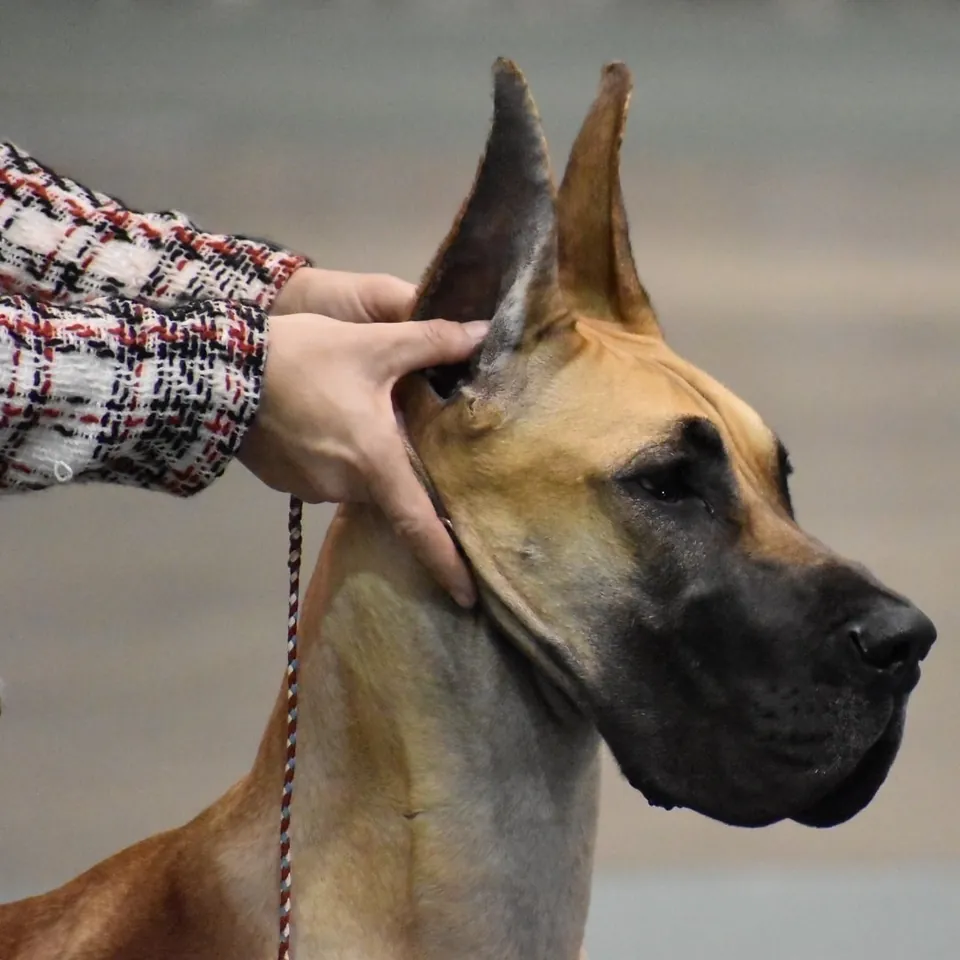Close-up of Rayne's head as her handler holds her ear at a show