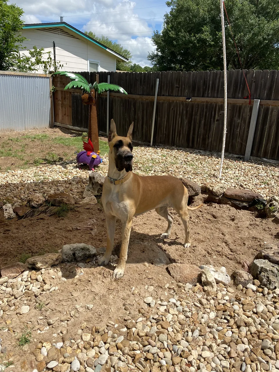 Secret, a fawn Great Dane, standing in a garden