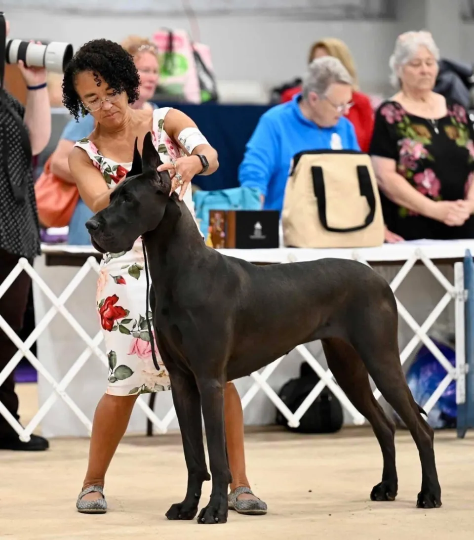 Skeeter, a black Great Dane, stacked by her handler in the ring