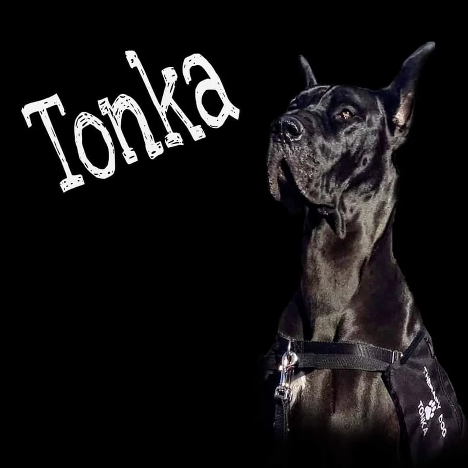 Portrait of Tonka, a black Great Dane, against a black background