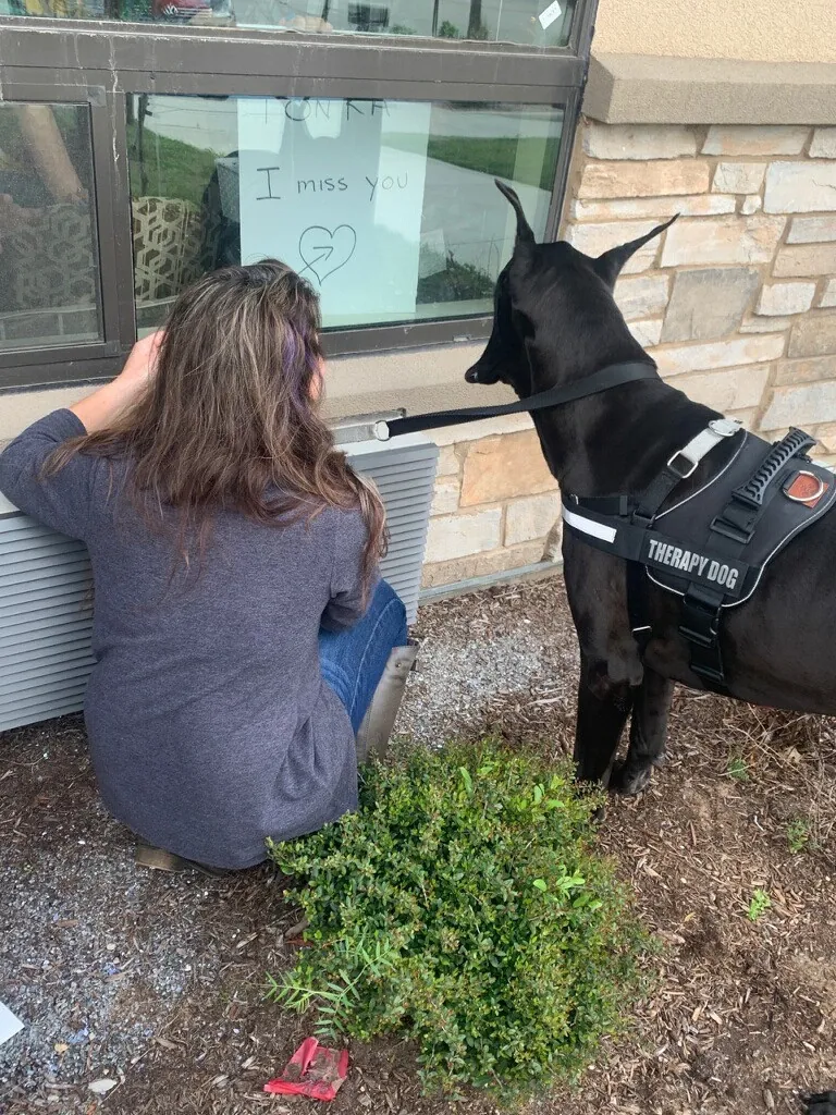 Tonka in his therapy dog vest at a window