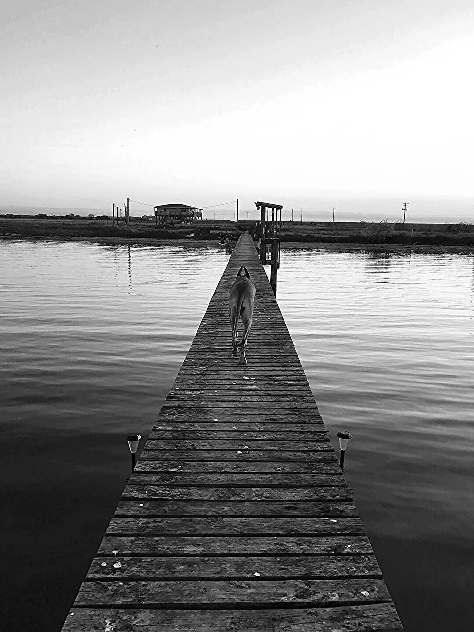 Black-and-white photo of Willow standing at the end of a long wooden pier