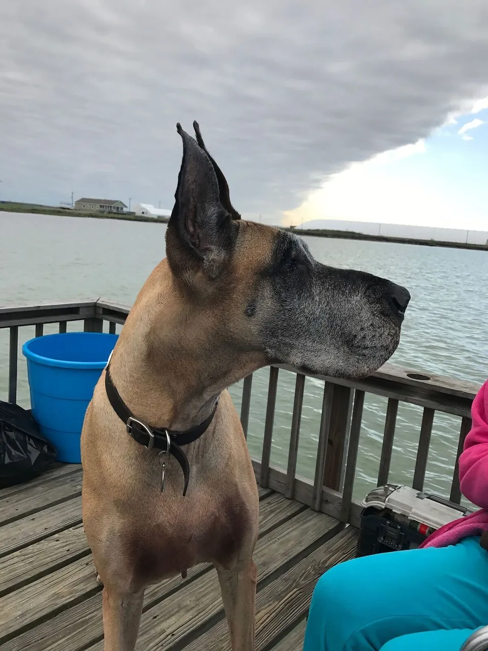 Willow, a fawn Great Dane, looking out over the water from a deck